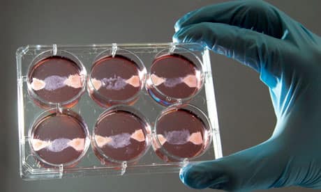 Vzorci in vitro mesa iz laboratorija v Maastrichtu (vir: Guardian)