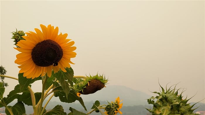 Nebo na Goriškem je prekril gost dim. Sončnice ohranja pri življenju voda, ki je bila predhodno uporabljena za umivanje rok in/ali zelenjave ter sadja. (foto: Tanja Badalič)