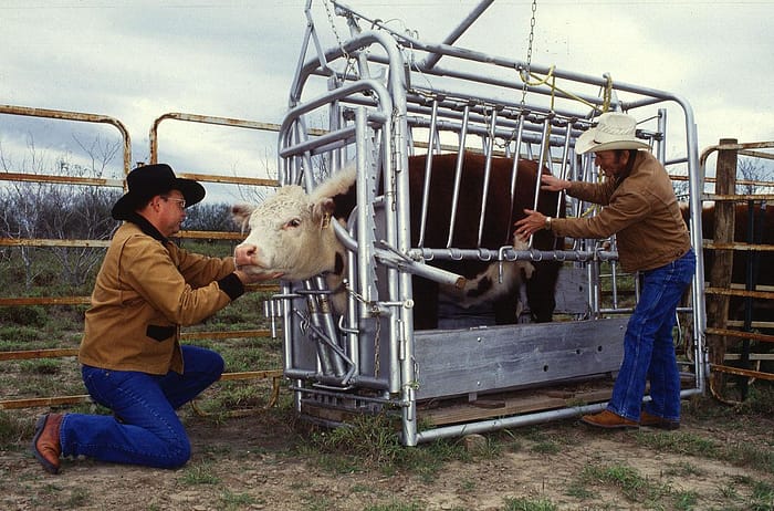 Primer kletke, kot jih uporabljajo v živinoreji. Na podobnem modelu je Temple Grandin zasnovala t.i. stroj za objemanje.