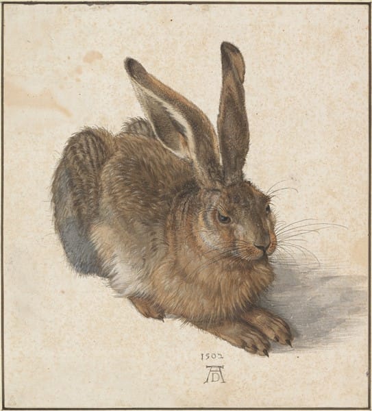 Fotografija št. 5. Albrecht Dürer: Young Hare, 1502.<sup class="modern-footnotes-footnote modern-footnotes-footnote--expands-on-desktop ">1</sup>